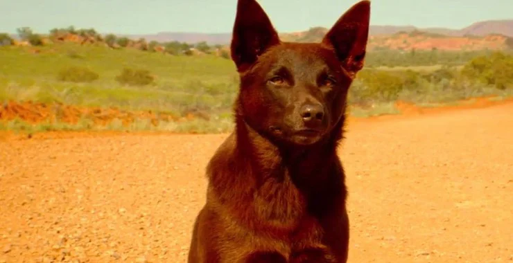 Chú Chó Đỏ Tập Full