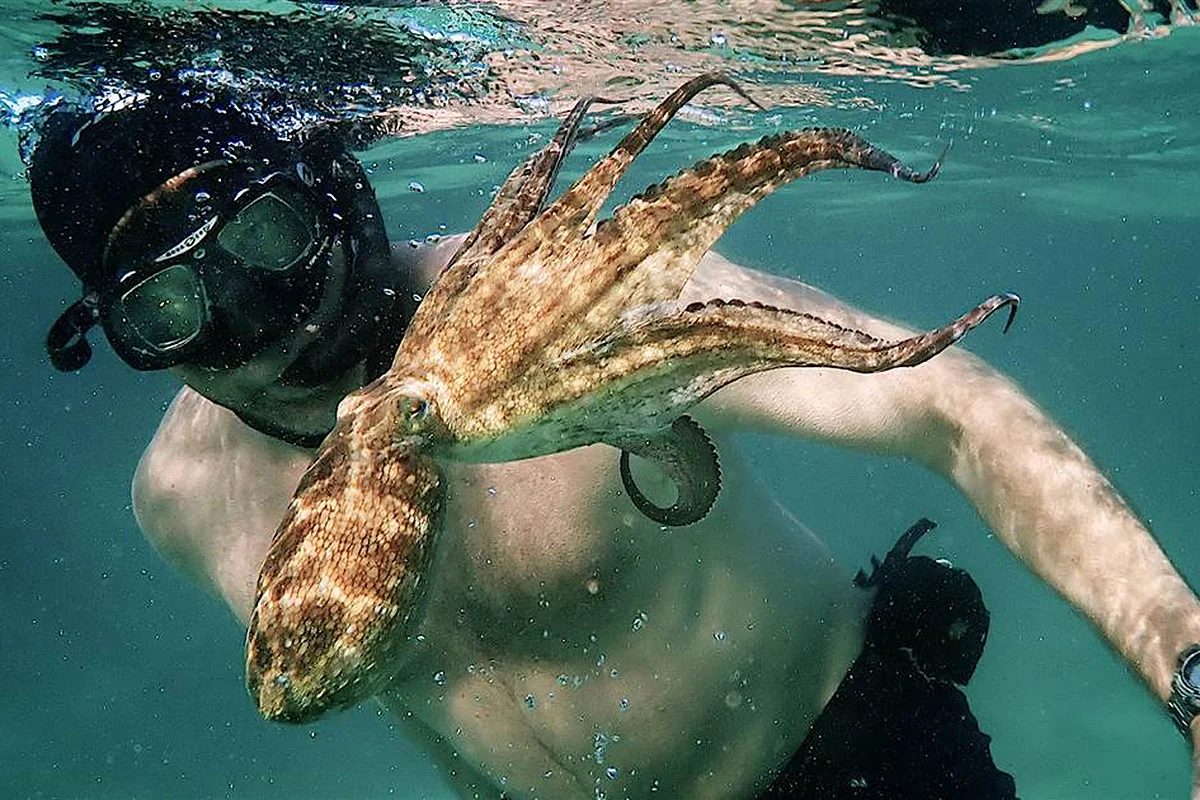 Cô giáo bạch tuộc Tập Full