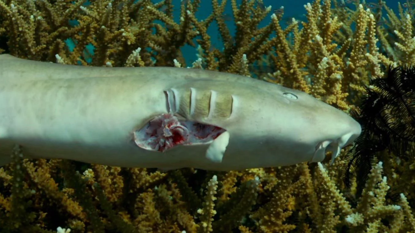 Cuộc Đua Tuyệt Chủng Tập Full