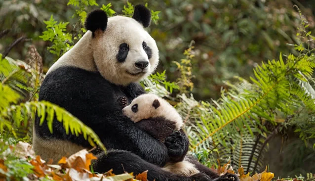 Cuộc Sống Hoang Dã Ở Trung Quốc Tập Full