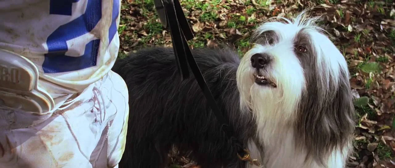 Điệp Vụ Chó Xù Tập Full