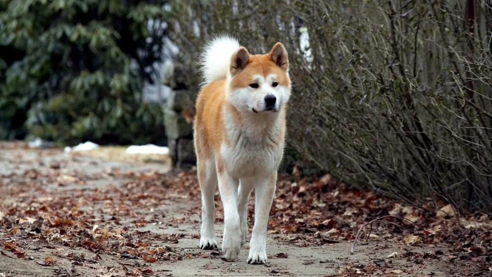 Hachi: A Dog’s Tale Tập Full