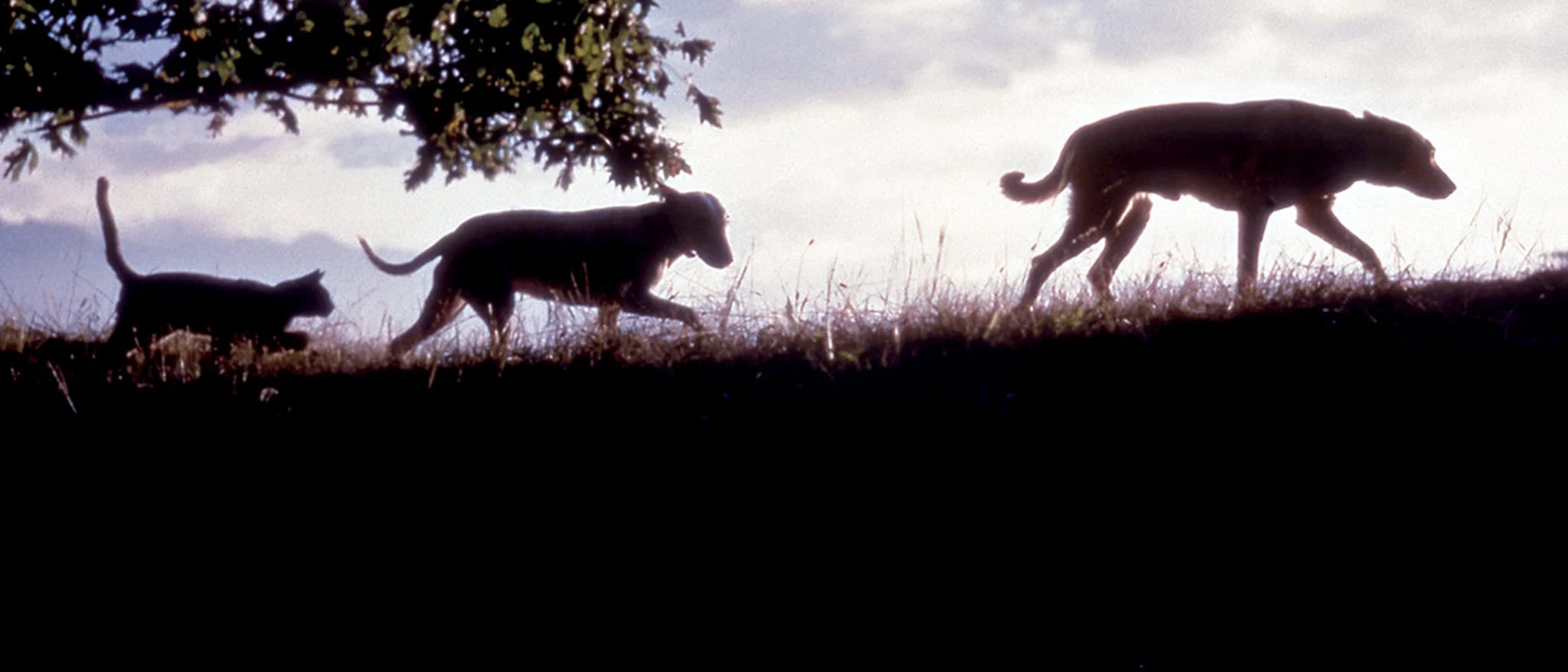 Hành Trình Kinh Ngạc Tập Full