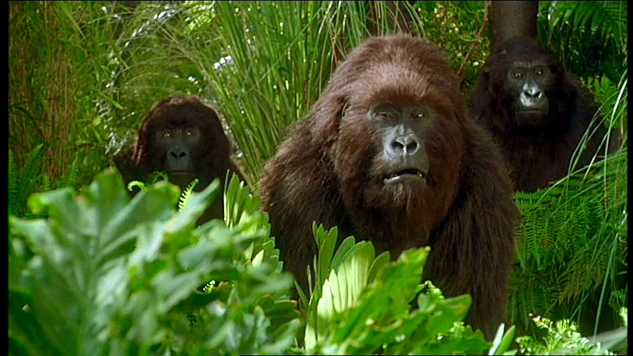 Kho Báu Công Gô Tập Full