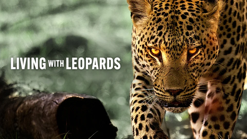 Living with Leopards Tập Full