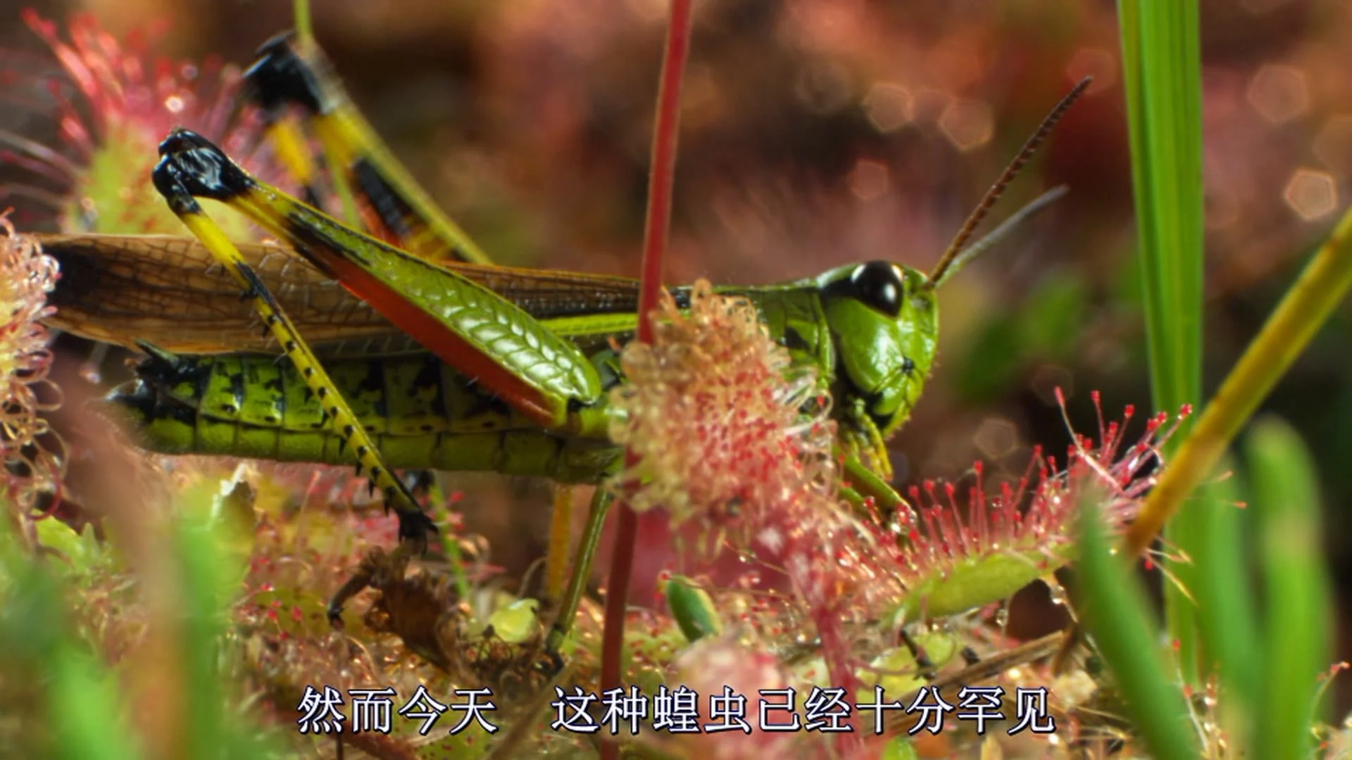 Magie der Moore Tập Full