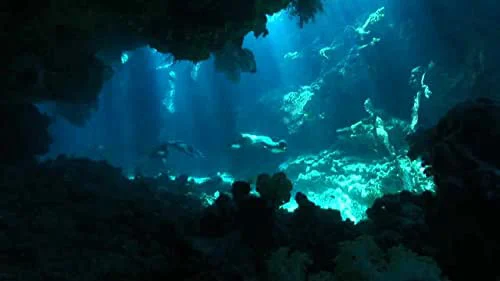 Nạn Săn Cá Heo Tập Full