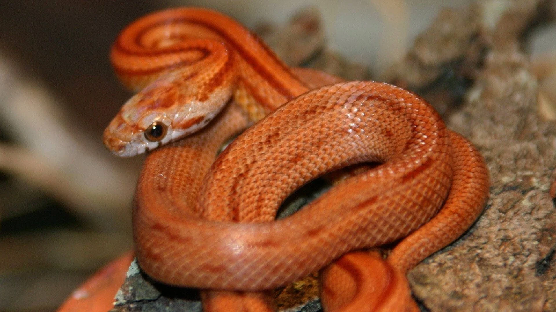 Nét đẹp của loài rắn Tập Full