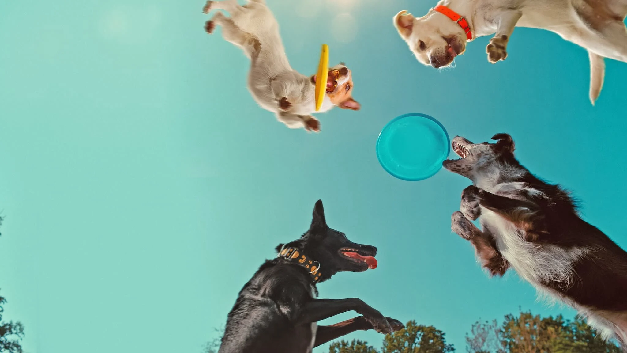 Những chú chó fantasize gì Tập Full