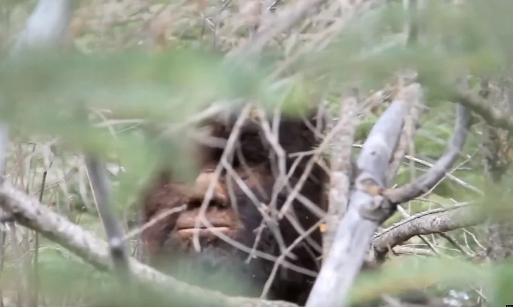 Truy Tìm Bigfoot: Mê Hoặc Trong Rừng Nguồn Cảm Hứng Tập Full