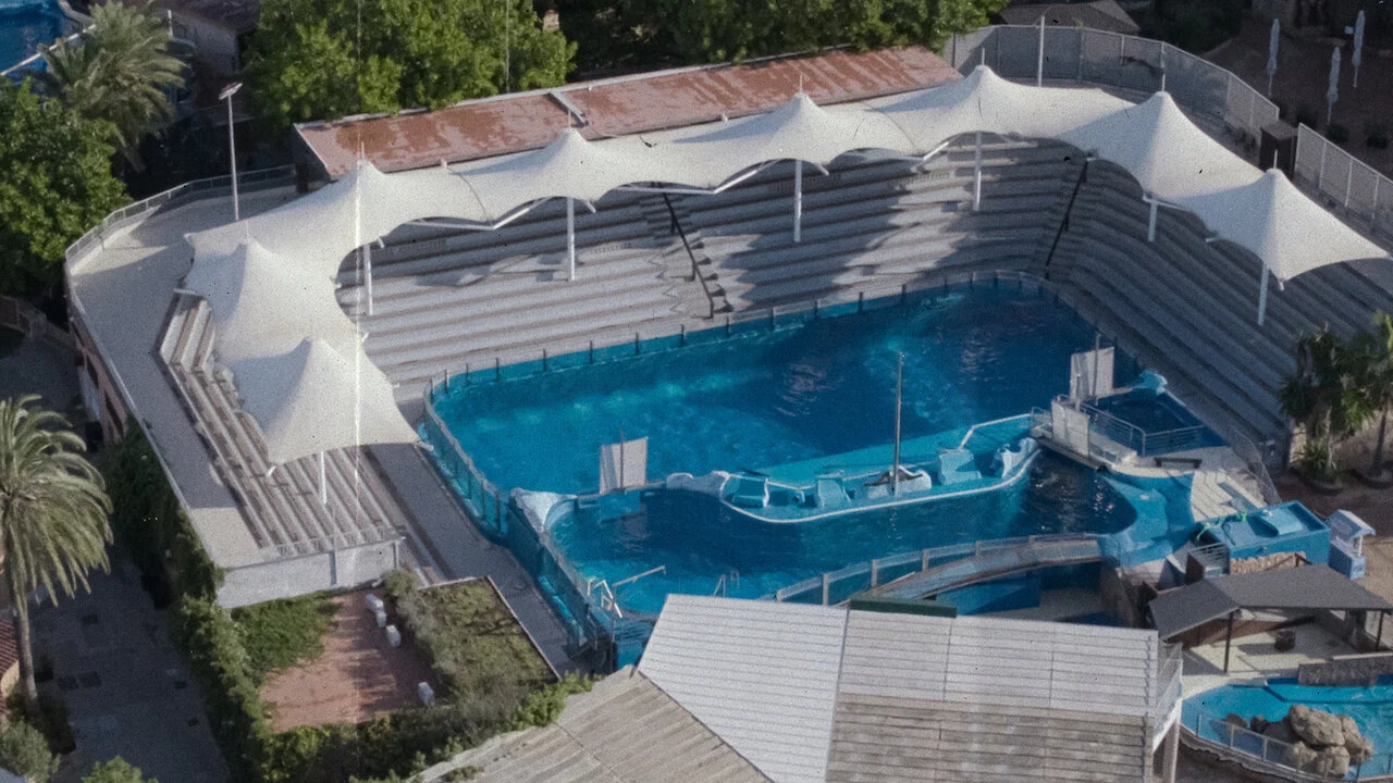 Vua cá heo cuối cùng Tập Full