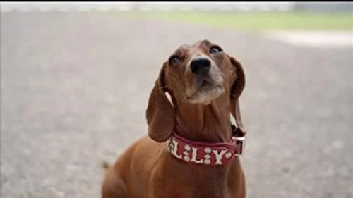 Wiener Dog Internationals Tập Full